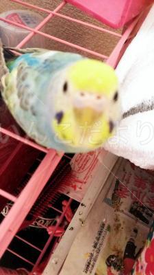 迷い鳥の写真