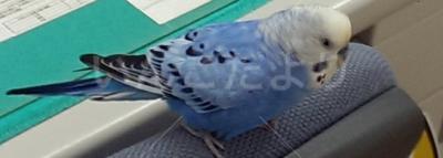 保護鳥の写真