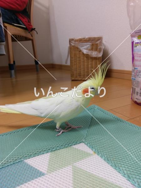 迷い鳥の写真