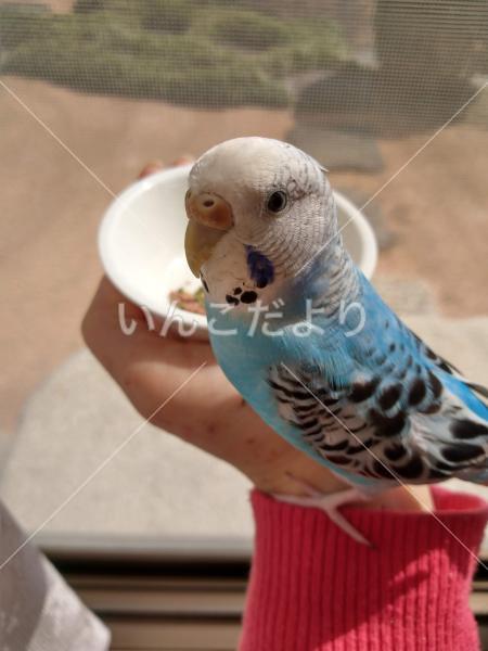 迷い鳥の写真