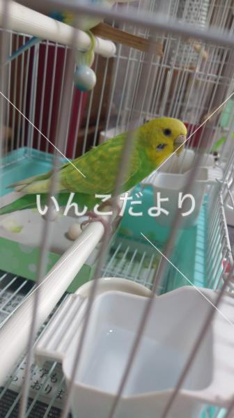 迷い鳥の写真