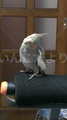迷い鳥の写真