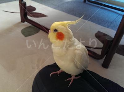 迷い鳥の写真