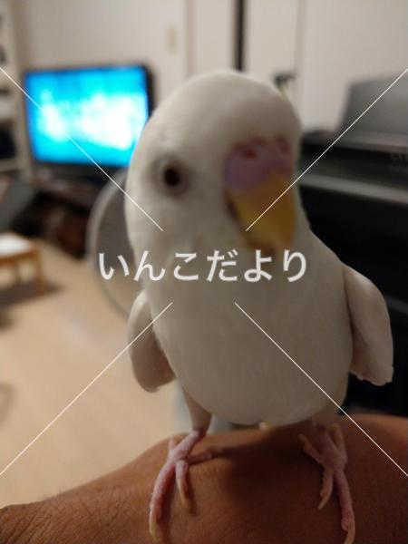 迷い鳥の写真