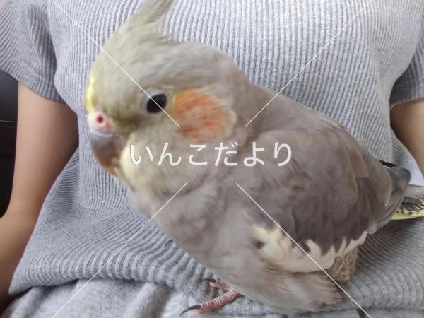 迷い鳥の写真