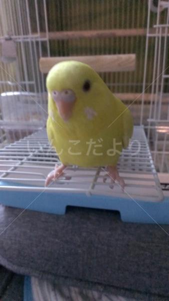 迷い鳥の写真