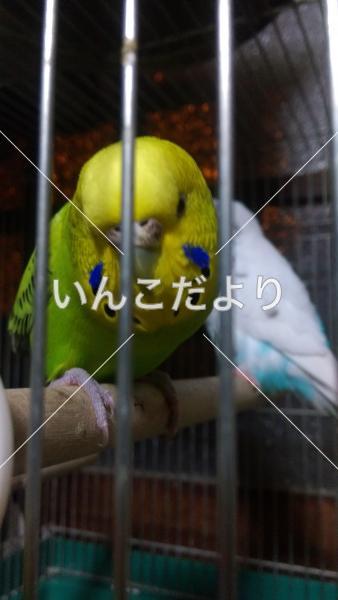 迷い鳥の写真