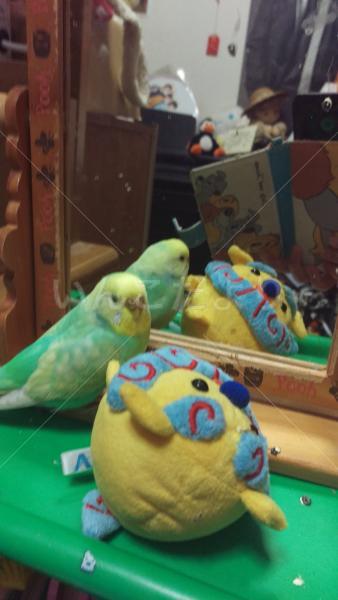 迷い鳥の写真