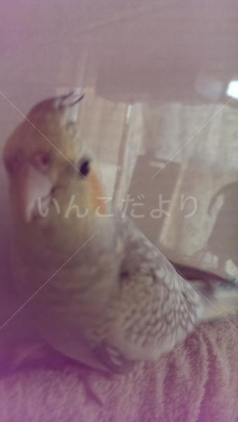 迷い鳥の写真