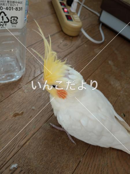 迷い鳥の写真