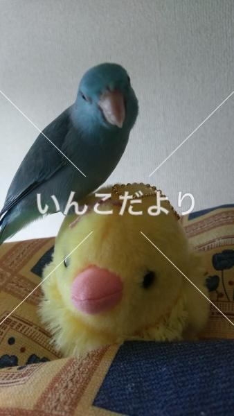 迷い鳥の写真