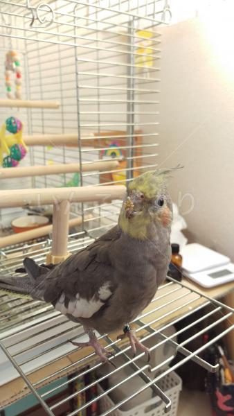迷い鳥の写真