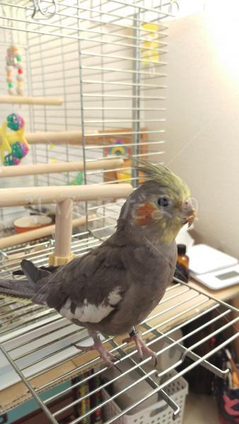 迷い鳥の写真