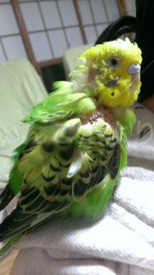 保護鳥の写真