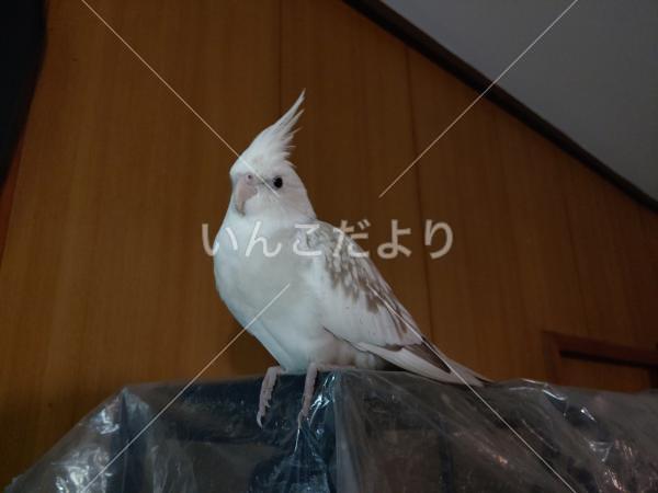 迷い鳥の写真