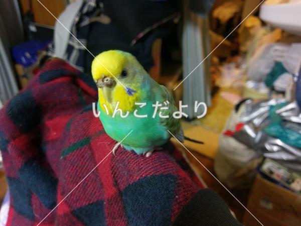 迷い鳥の写真