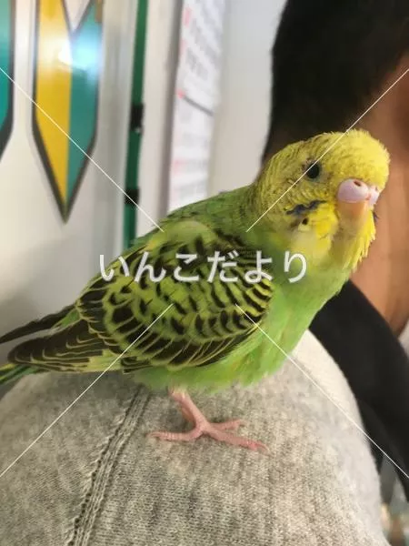保護鳥の写真