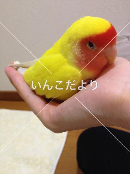 迷い鳥の写真
