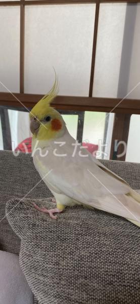迷い鳥の写真