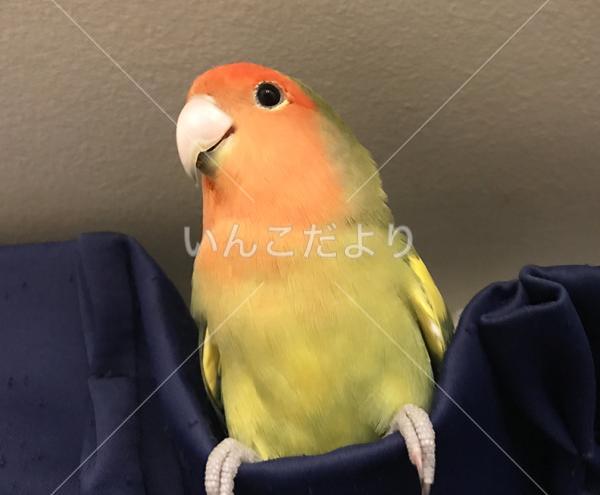 迷い鳥の写真