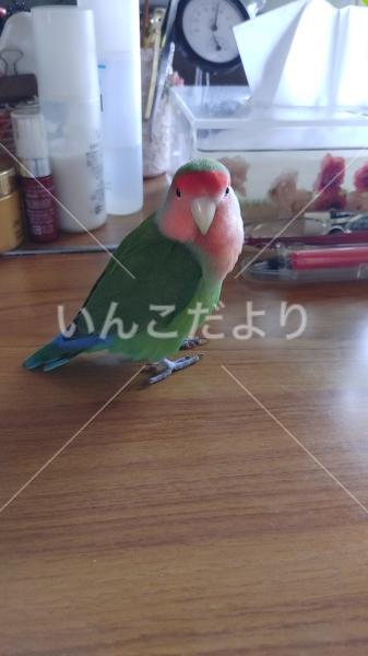 迷い鳥の写真