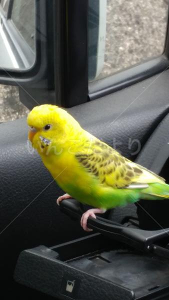 保護鳥の写真