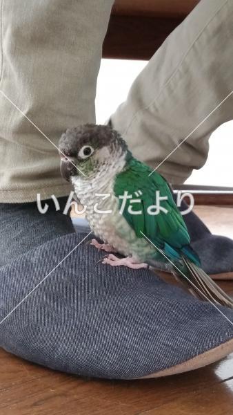 迷い鳥の写真