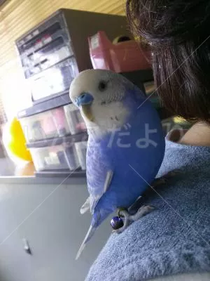 保護鳥の写真