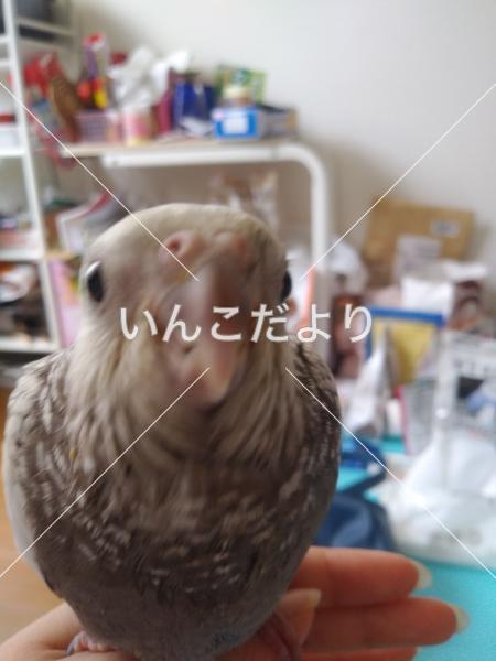 迷い鳥の写真