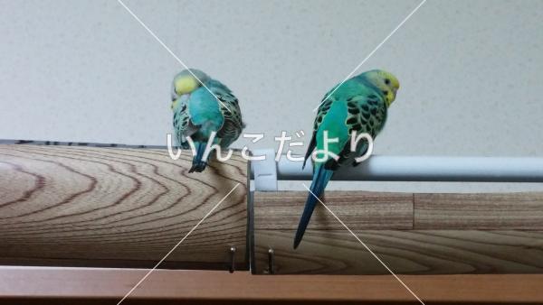 迷い鳥の写真