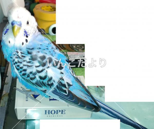 保護鳥の写真