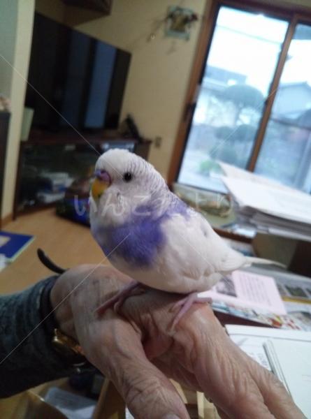 迷い鳥の写真