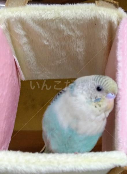 迷い鳥の写真