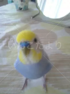 保護鳥の写真