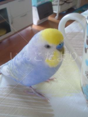迷い鳥の写真
