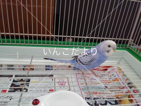保護鳥の写真