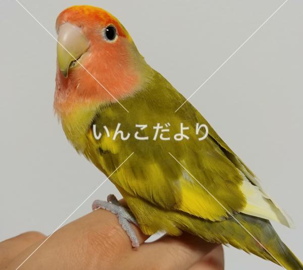 迷い鳥の写真