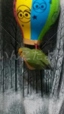 迷い鳥の写真