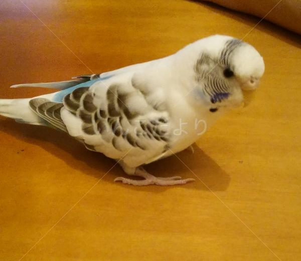 迷い鳥の写真