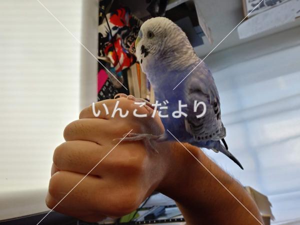 迷い鳥の写真