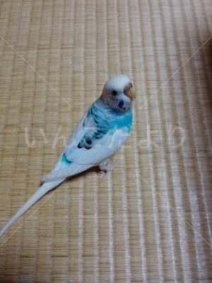 迷い鳥の写真