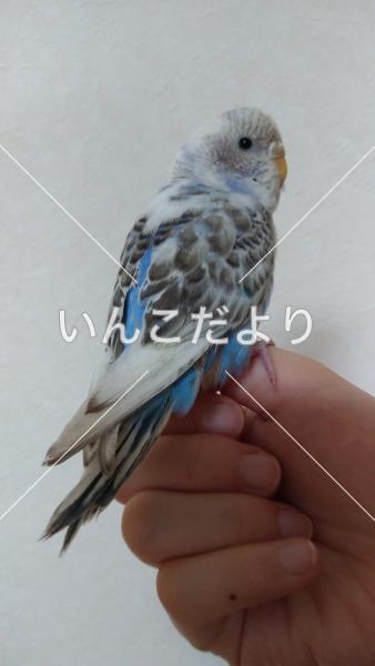 保護鳥の写真