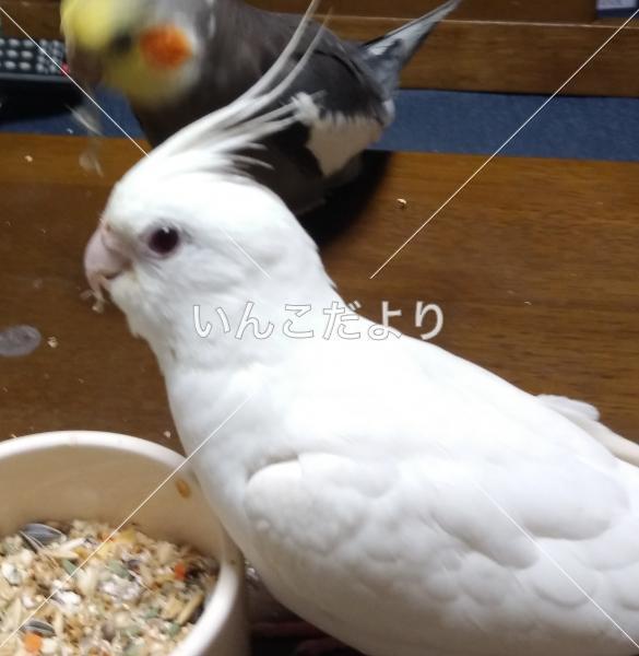 迷い鳥の写真