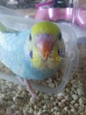 迷い鳥の写真