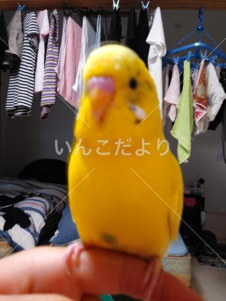 迷い鳥の写真