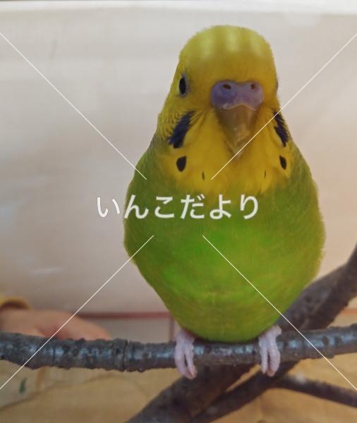 保護鳥の写真