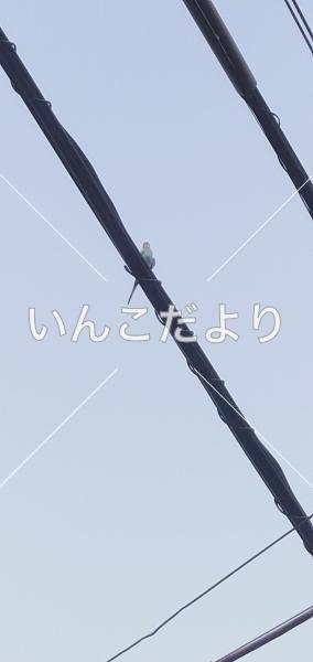 迷い鳥の写真