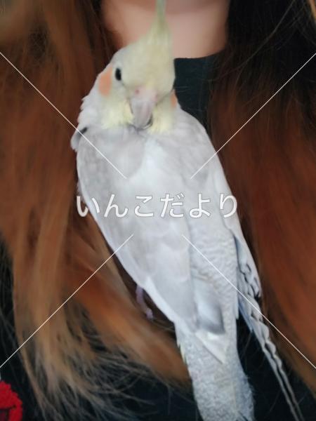迷い鳥の写真