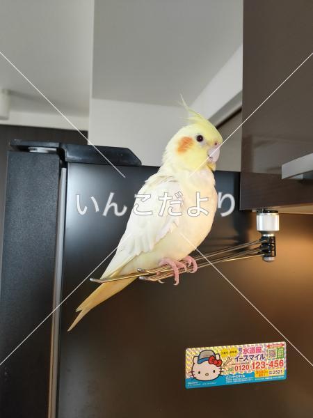 迷い鳥の写真