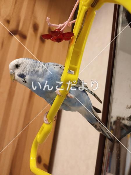 迷い鳥の写真
